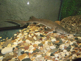 Смотреть фото Сибирский осётр Фото Сибирский осётр