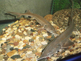 Смотреть фото Сибирский осётр Фото Сибирский осётр