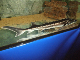 Смотреть фото Русский осётр Фото Русский осётр