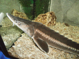 Смотреть фото Шип Фото Шип