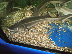 Смотреть фото Стерлядь Фото Стерлядь