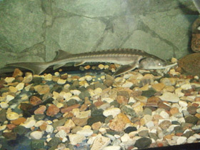 Фото Амурский осётр