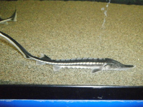 Смотреть фото Севрюга Фото Севрюга