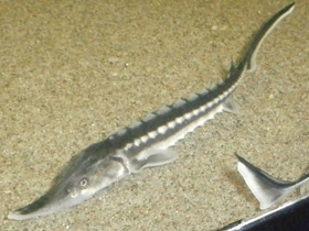 Смотреть фото Севрюга Фото Севрюга