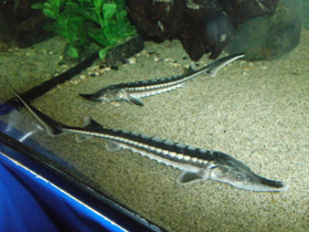 Смотреть фото Севрюга Фото Севрюга