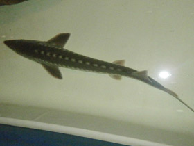 Смотреть фото Севрюга Фото Севрюга