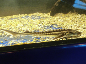 Фото Европейский осётр