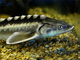 Фото Европейский осётр