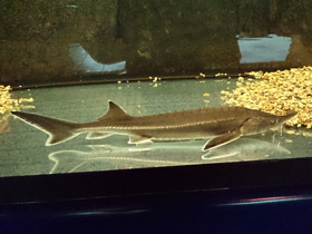 Фото Бестер