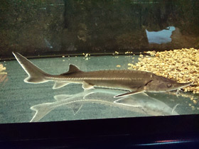 Фото Бестер