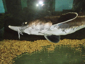 Фото Бестер