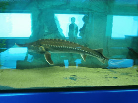 Фото Калуга