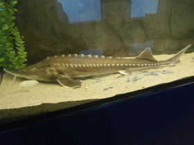 Фото Калуга