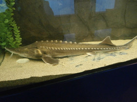 Фото Калуга