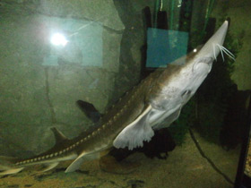 Фото Калуга