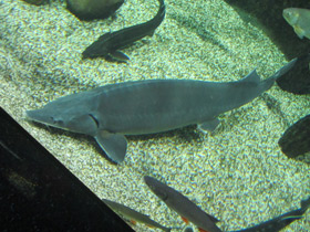 Фото Калуга