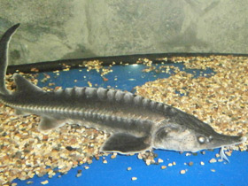 Смотреть фото Белуга Фото Белуга