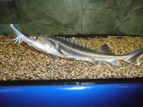 Смотреть фото Белуга Фото Белуга