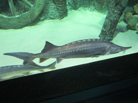 Смотреть фото Белуга Фото Белуга