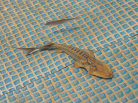 Фото Амударьинский лжелопатонос