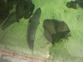 Фото Обыкновенный лопатонос