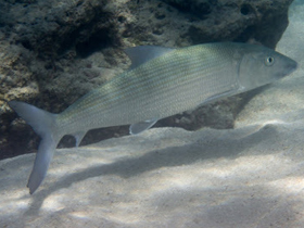 Фото Короткомордая альбула