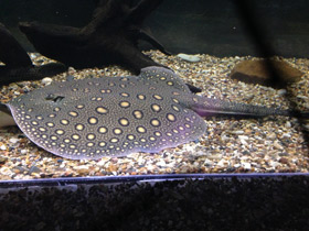 Речной глазчатый хвостокол