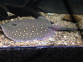 Смотреть фото Речной глазчатый хвостокол Фото Речной глазчатый хвостокол