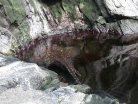 Фото Морская лисица