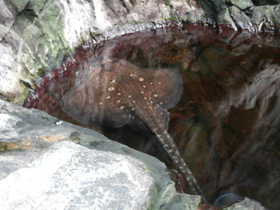 Фото Морская лисица