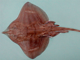 Фото Шагреневый скат