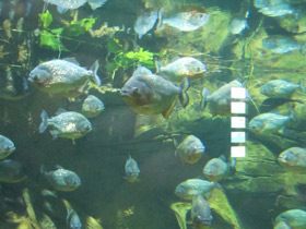 Смотреть фото Обыкновенная пиранья Фото Обыкновенная пиранья