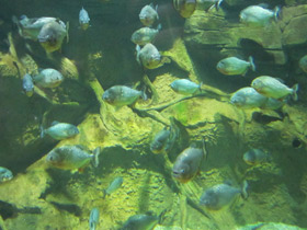 Смотреть фото Обыкновенная пиранья Фото Обыкновенная пиранья