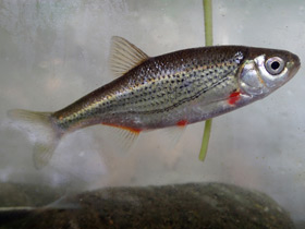 Фото Русская быстрянка