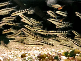 Смотреть фото Карликовая боция Фото Карликовая боция