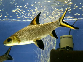 Фото Акулий балу