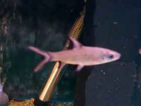 Фото Акулий балу