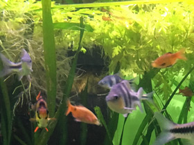 Фото Огненный барбус