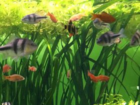 Фото Огненный барбус