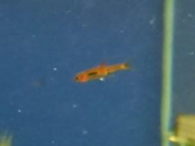 Фото Расбора-комар