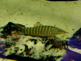 Фото Боция Хелодес