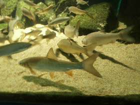 Смотреть фото Подуст Фото Подуст