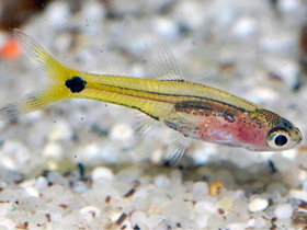 Фото Стройный барбус