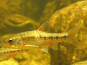 Фото Барбус Буршелля