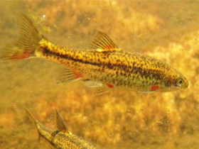 Фото Огненный псевдобарбус