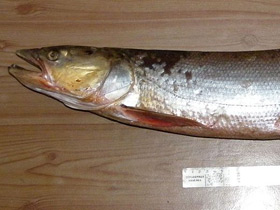 Смотреть фото Желтощёк Фото Желтощёк