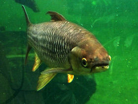 Фото Торпедовидный лептобарбус