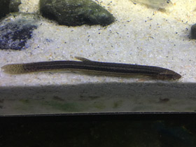 Смотреть фото Обыкновенный вьюн Фото Обыкновенный вьюн