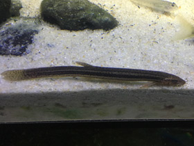 Смотреть фото Обыкновенный вьюн Фото Обыкновенный вьюн