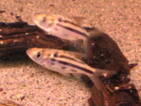 Фото Линейный барбус